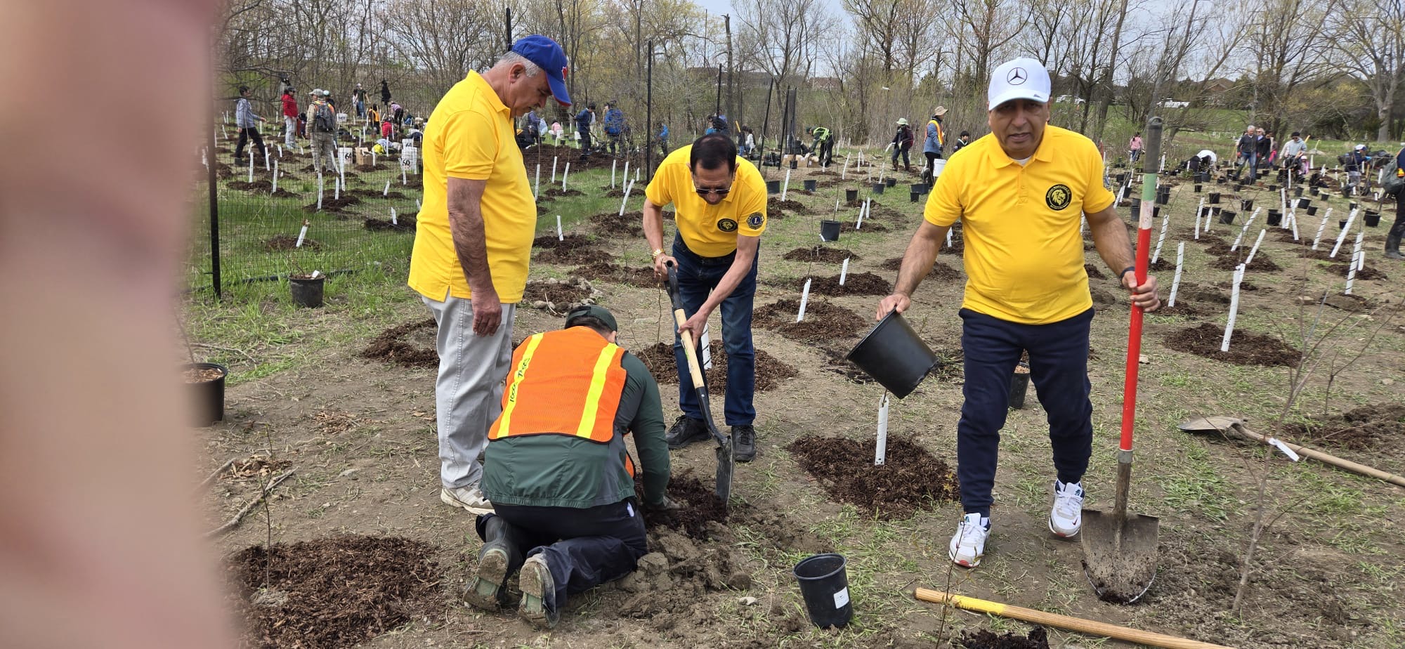 Tree Plantation